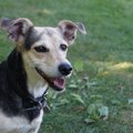 犬がノミやダニに刺…