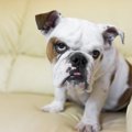 犬にバカにされやす…