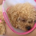 犬を病院で診てもら…