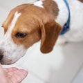 犬が初めて会う人の…