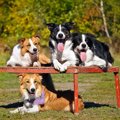 犬が理解しやすい「…