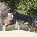 犬がクネクネ歩く「…