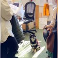 犬が『社内ミーティ…