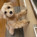 犬の『上目遣い』が…