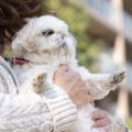 これはしないで！犬…