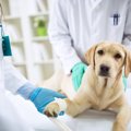 犬の肘関節形成不全…