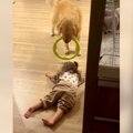 大型犬が1歳児の子守…