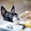 犬に人間の食べ残し…