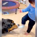 大型犬が『女の子の…