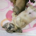 愛犬の赤ちゃんが欲…