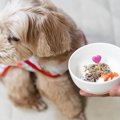 犬に手作りご飯はよ…