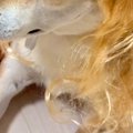 小さな女の子が、犬…