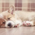 犬の睡眠についての…
