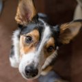 犬を飼うのは楽しい…