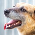 犬の『呼吸がおかし…