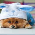 可愛すぎる！被り物…