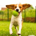 犬と猫が喜ぶおもち…