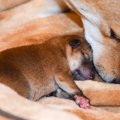 母犬が甘やかして育…