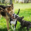 『負けず嫌いな犬』…