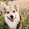 犬の笑顔に隠された…