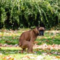 犬が『ウンチ後』に…