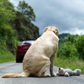 犬が悲しんでしまう…