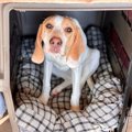 犬に『ハウス』を教…