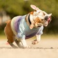 犬が身震いをする時…