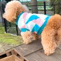 犬が『高いところに…