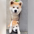 秋田犬の親子におや…