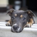 犬が手足を伸ばして…