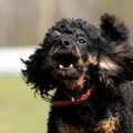 犬が人に喋りかけて…