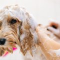 犬にとって苦痛な『…