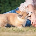 犬の『咬みつき』に…