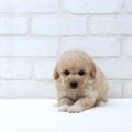 犬を小さく育てたい…
