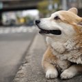 犬と泊まれる宿おす…
