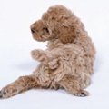 犬の尻尾は「こころ…