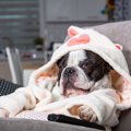 犬がする『人間のよ…