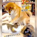 柴犬が猫に『遊んで…