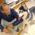 ハスキー犬が大好き…