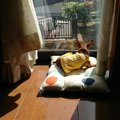 悲しみを癒してくれ…