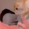大型犬が大好きな『…