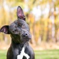 犬の『耳のしぐさ』…