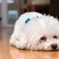 犬が『大嫌いな人』…