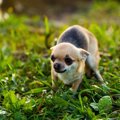 怖がっている犬にし…