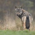 イヌ科の動物６選！…