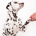 犬が人に挨拶してい…