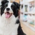 犬をコンビニやスー…