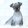 毛のない犬はアレル…