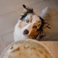 犬が『人の食べ物』…